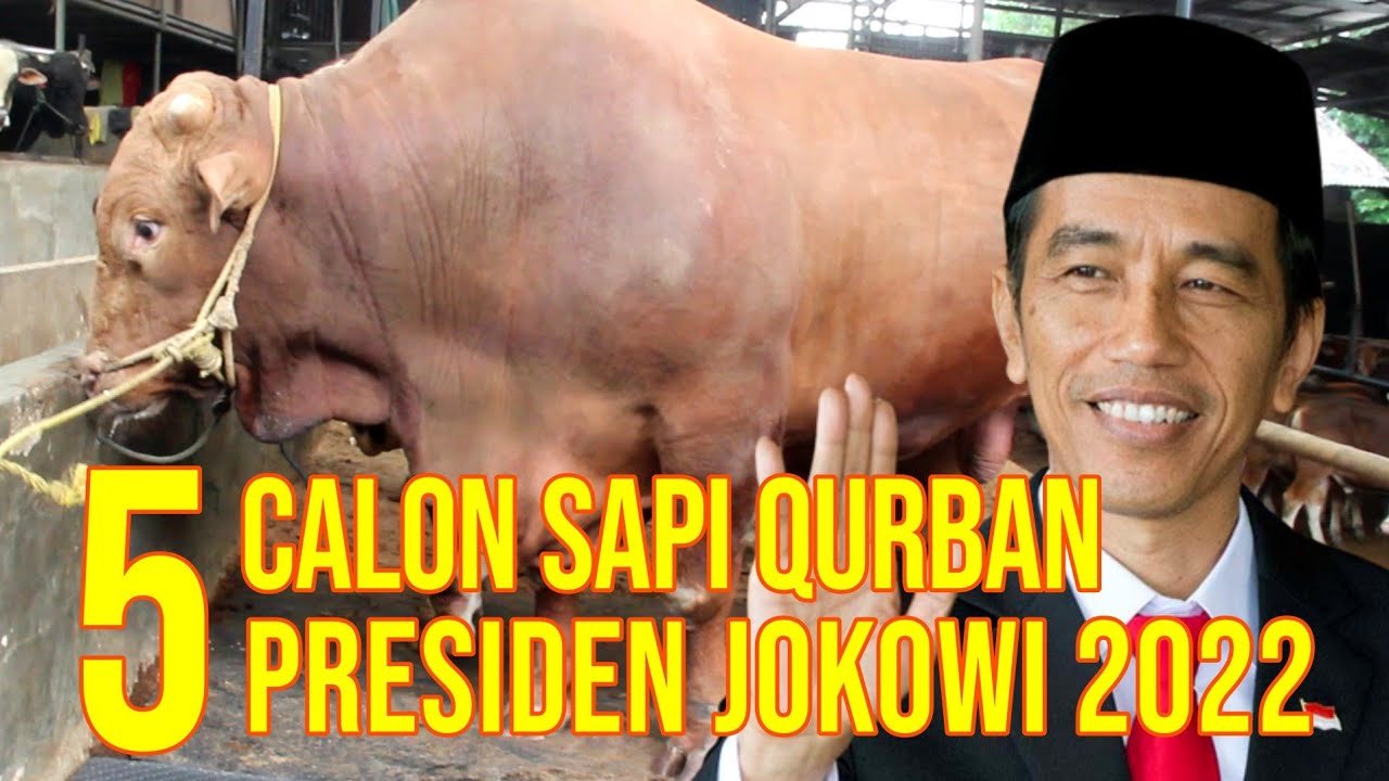 
                                 Sapi-Qurban-Presiden-2022